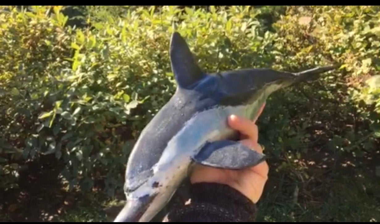 Hand forged dolphin, dolphin art, coastal decor, beach decor, wild life, dolphin jewelry, dolphin pendant,dolphin gift,ocean decor,sea life