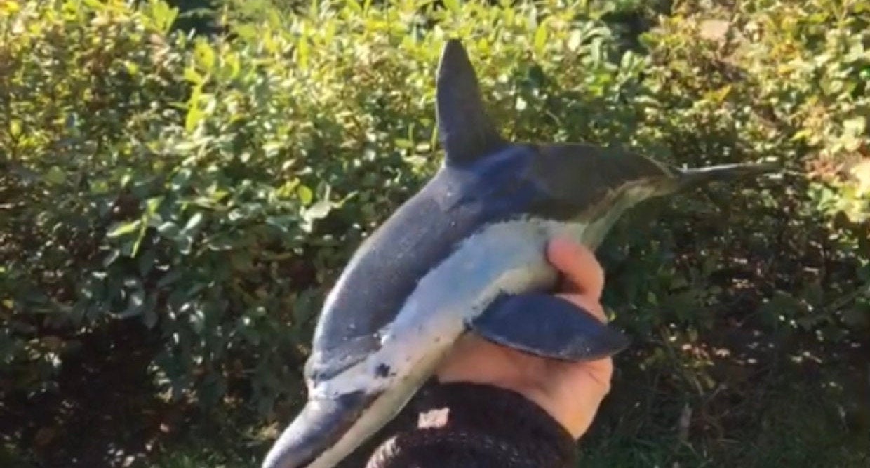 Hand forged dolphin, dolphin art, coastal decor, beach decor, wild life, dolphin jewelry, dolphin pendant,dolphin gift,ocean decor,sea life