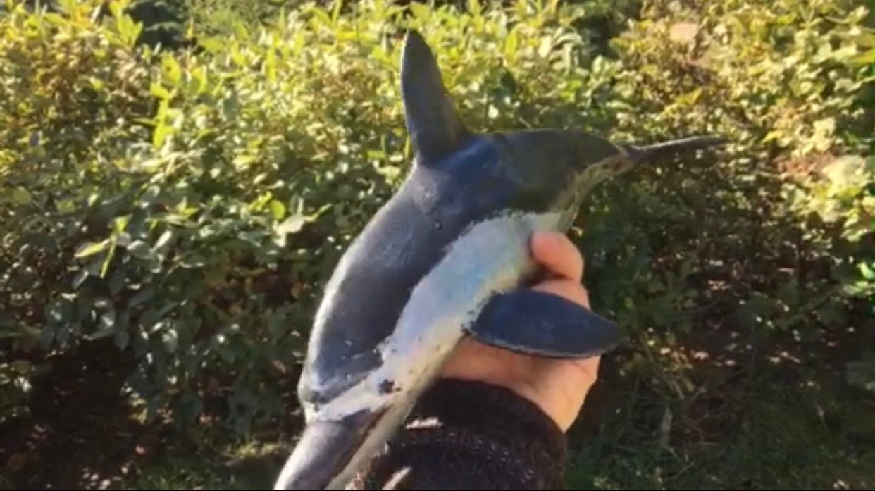 Hand forged dolphin, dolphin art, coastal decor, beach decor, wild life, dolphin jewelry, dolphin pendant,dolphin gift,ocean decor,sea life