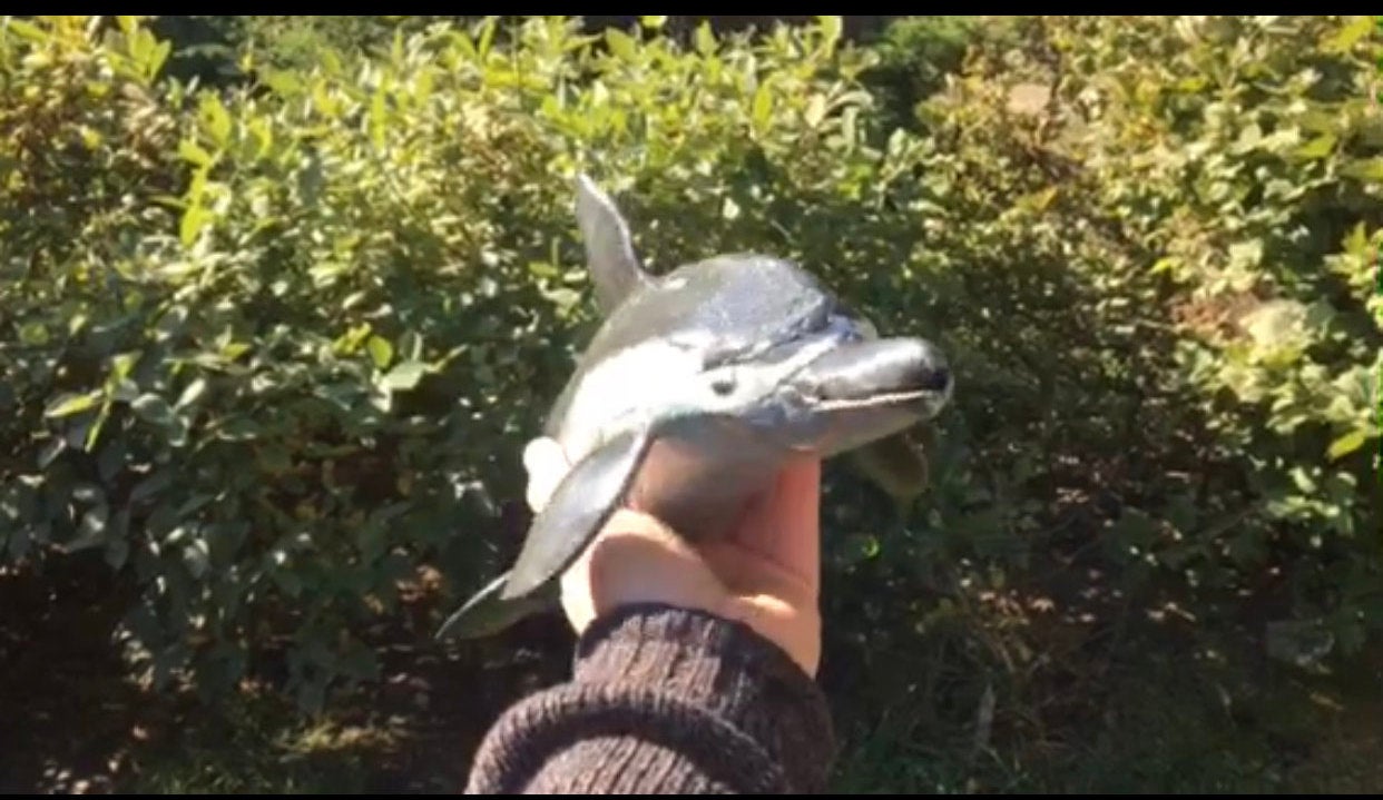 Hand forged dolphin, dolphin art, coastal decor, beach decor, wild life, dolphin jewelry, dolphin pendant,dolphin gift,ocean decor,sea life