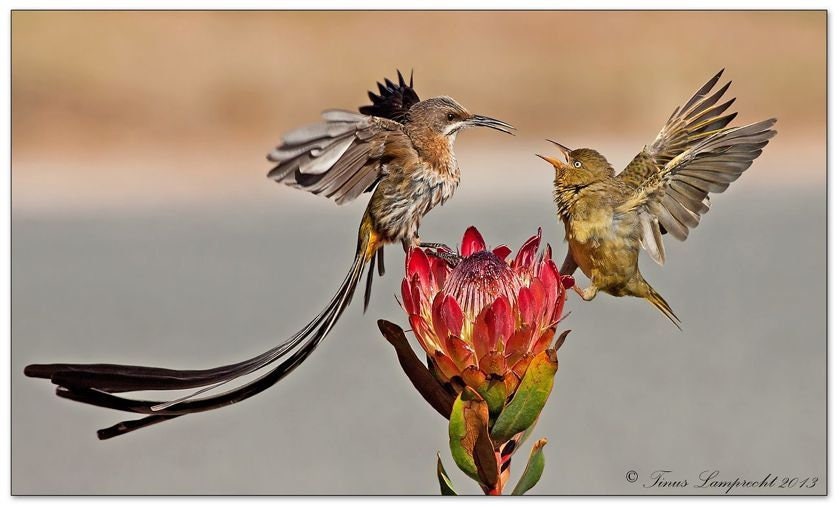Door handle, bird, flower, South Africa, door pull, Christmas, birthday, nature,Mothers Day,anniversary,house renovation,iron gift,barn pull